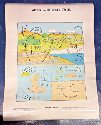 Carbon nitrogen cycle chart - ,